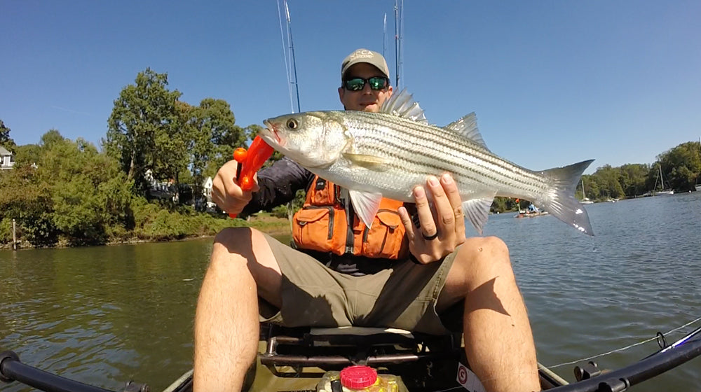 Man in kayak showing off the striped bass he caught