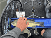 Backlash, Measuring Board, Trash Panda Decals, at Festive Water Paddlesports