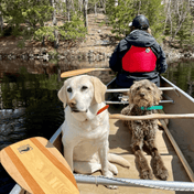 BB Special, Canoe Paddle, Bending Branches, 48 in at Festive Water Paddlesports
