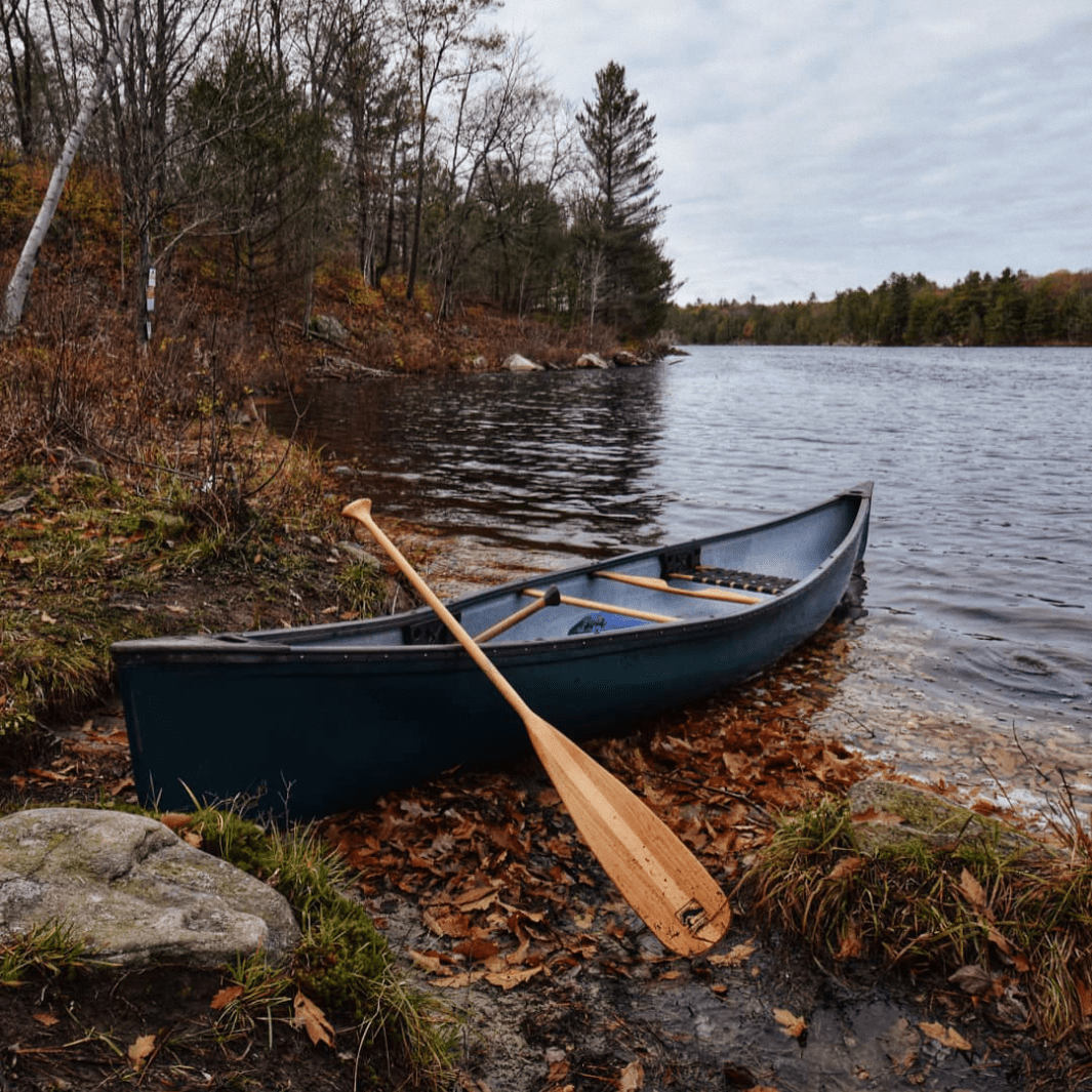 Beavertail, Canoe Paddle, Bending Branches, 54 in at Festive Water Paddlesports