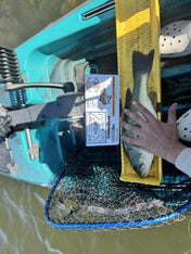 Double Up Series Identifiers, Measuring Board, Trash Panda Decals, at Festive Water Paddlesports