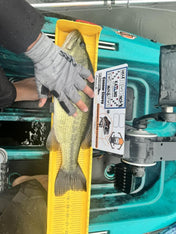 Double Up Series Identifiers, Measuring Board, Trash Panda Decals, at Festive Water Paddlesports