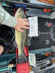 Double Up Series Identifiers, Measuring Board, Trash Panda Decals, at Festive Water Paddlesports