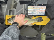 Double Up Series Identifiers, Measuring Board, Trash Panda Decals, at Festive Water Paddlesports
