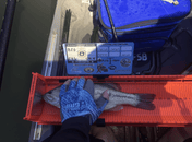 Dumpster Lid ID Holder (YakAttack Leaderboard), Measuring Board, Trash Panda Decals, at Festive Water Paddlesports